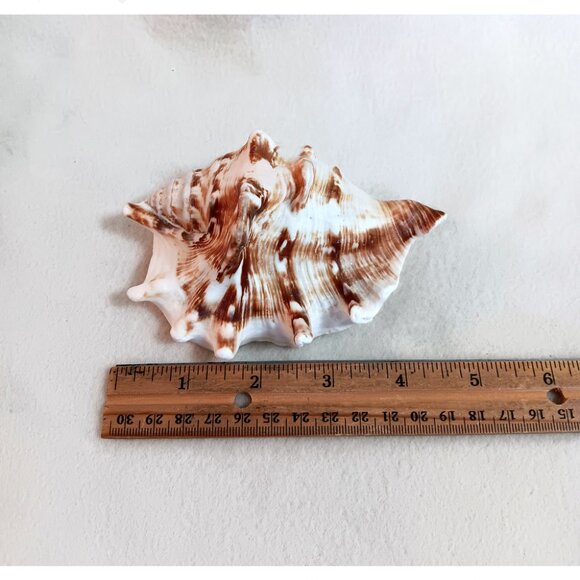 Lot of 16 various shells - crafts, bathroom, aquarium - Lot A - Picture 3 of 4